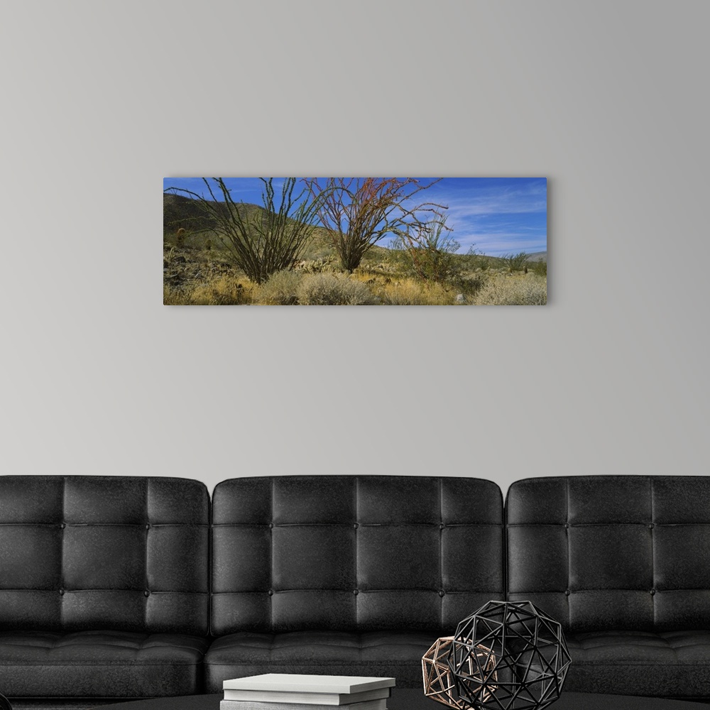 A modern room featuring Cactus on a landscape, Anza Borrego Desert State Park, California