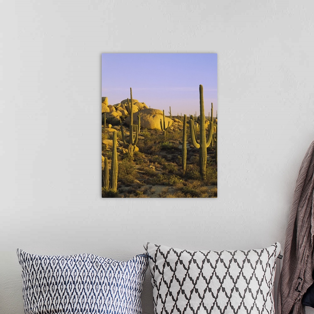 A bohemian room featuring Photograph of desert covered in cacti and large rocks under a clear sky.
