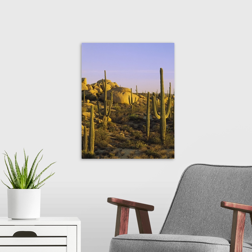 A modern room featuring Photograph of desert covered in cacti and large rocks under a clear sky.
