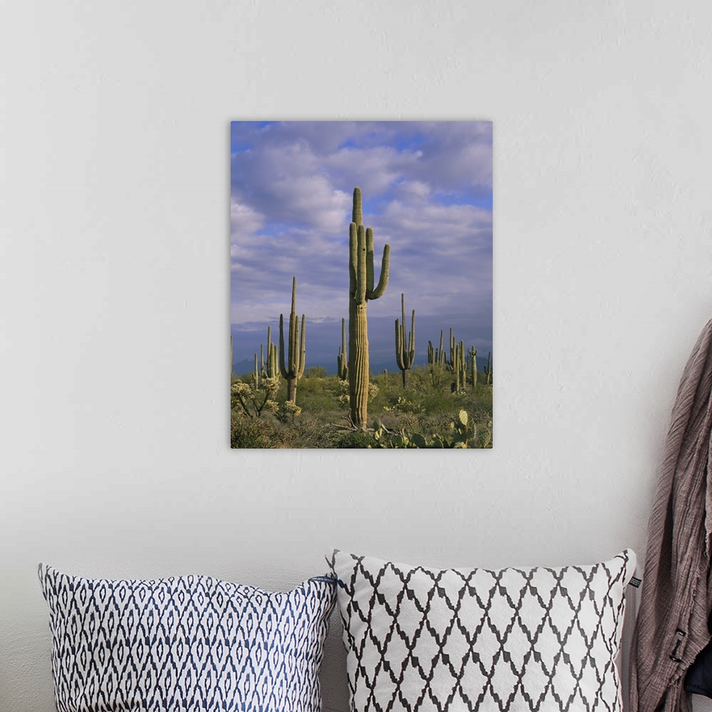 A bohemian room featuring Cactus on a landscape, Tonto National Forest, Maricopa County, Arizona