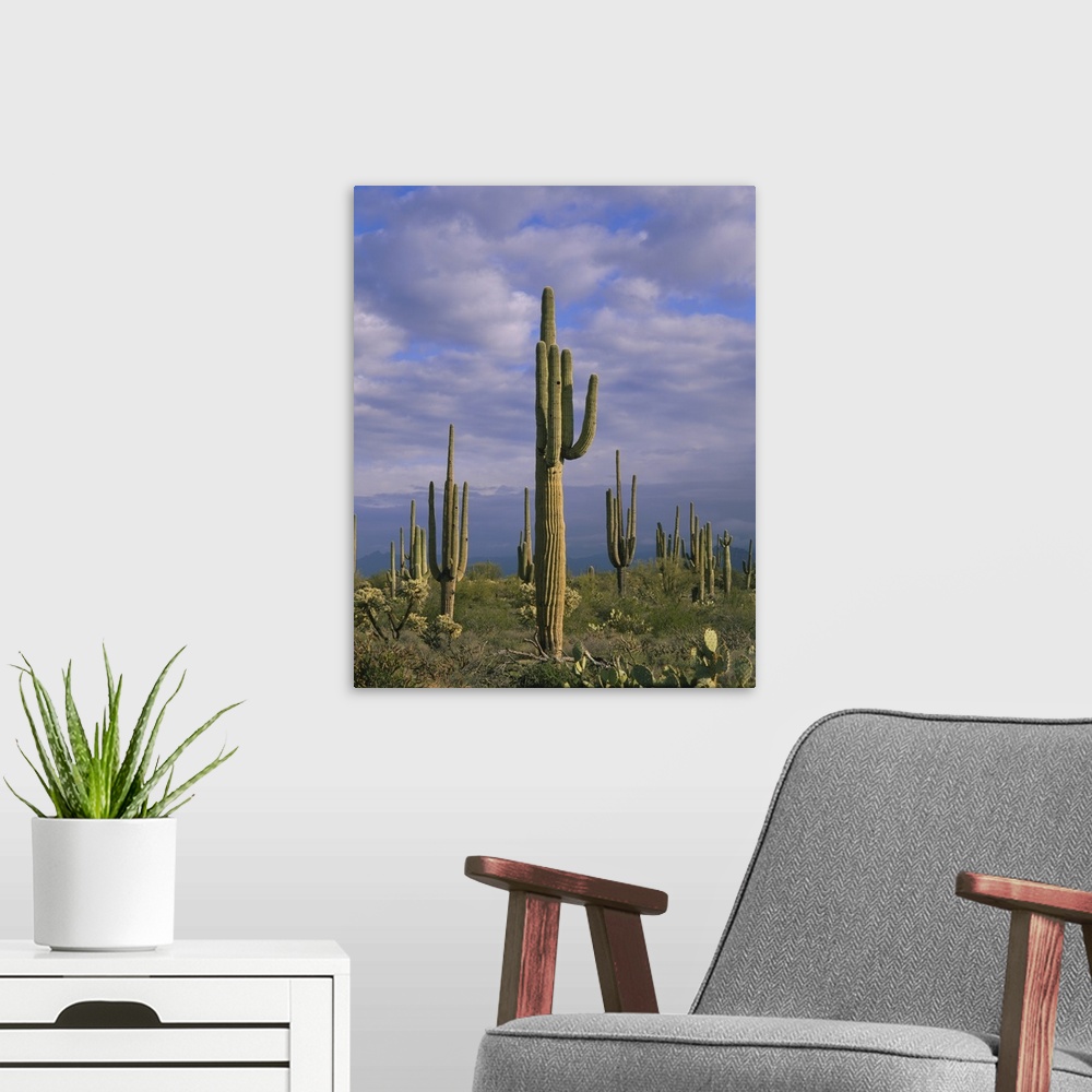 A modern room featuring Cactus on a landscape, Tonto National Forest, Maricopa County, Arizona