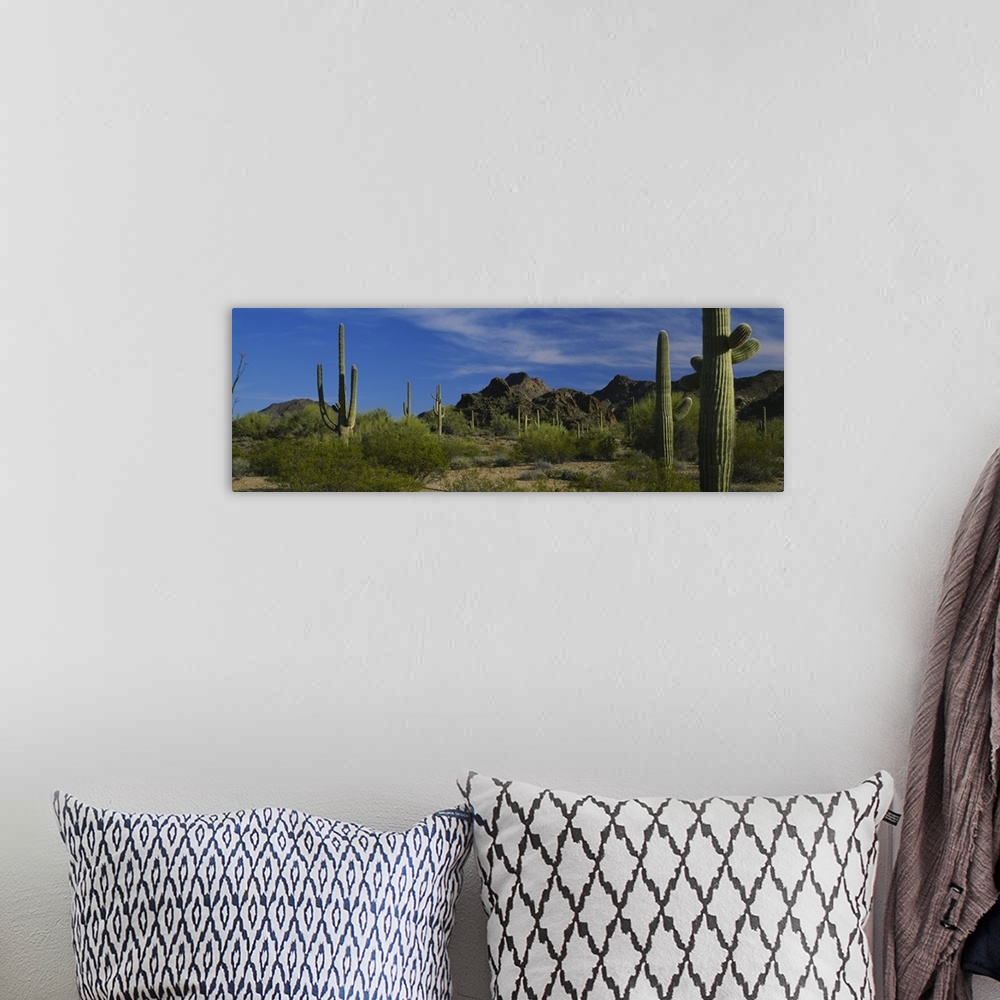 A bohemian room featuring Cactus plant on a landscape, Sonoran Desert, Organ Pipe Cactus National Monument, Arizona