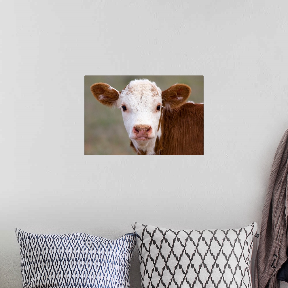 A bohemian room featuring The head of a young cow on a farm facing the camera, creating a symmetrical portrait of his face ...