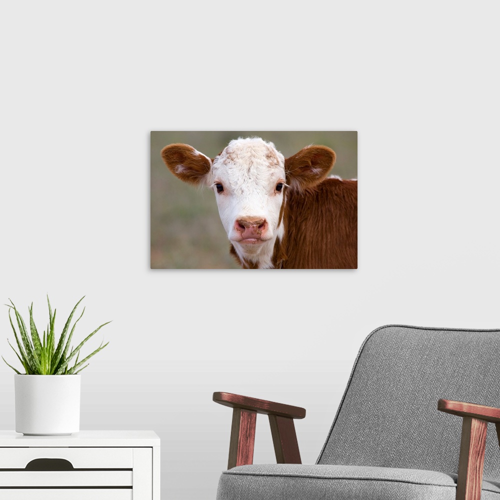 A modern room featuring The head of a young cow on a farm facing the camera, creating a symmetrical portrait of his face ...