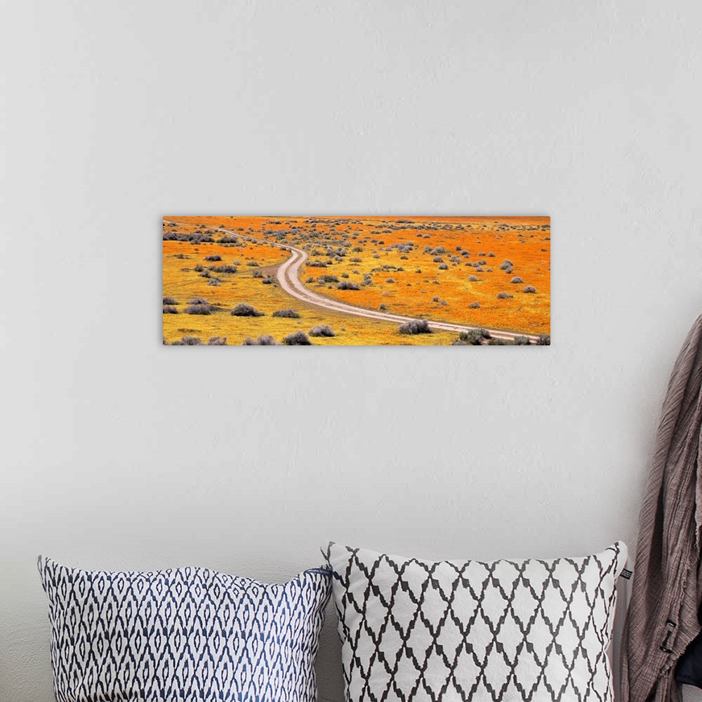 A bohemian room featuring California, Antelope Valley, Goldfields, Road through poppy blossoms