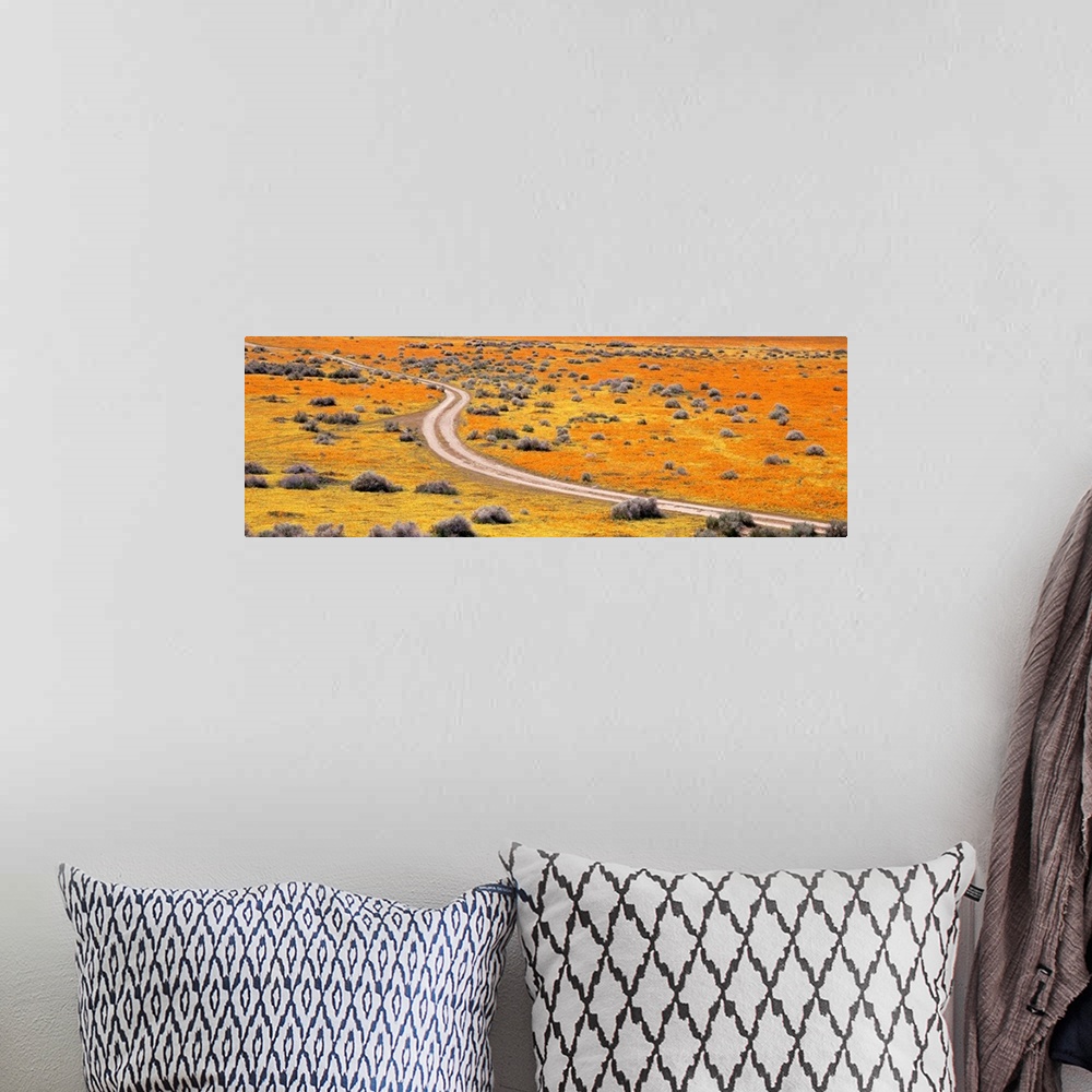 A bohemian room featuring California, Antelope Valley, Goldfields, Road through poppy blossoms