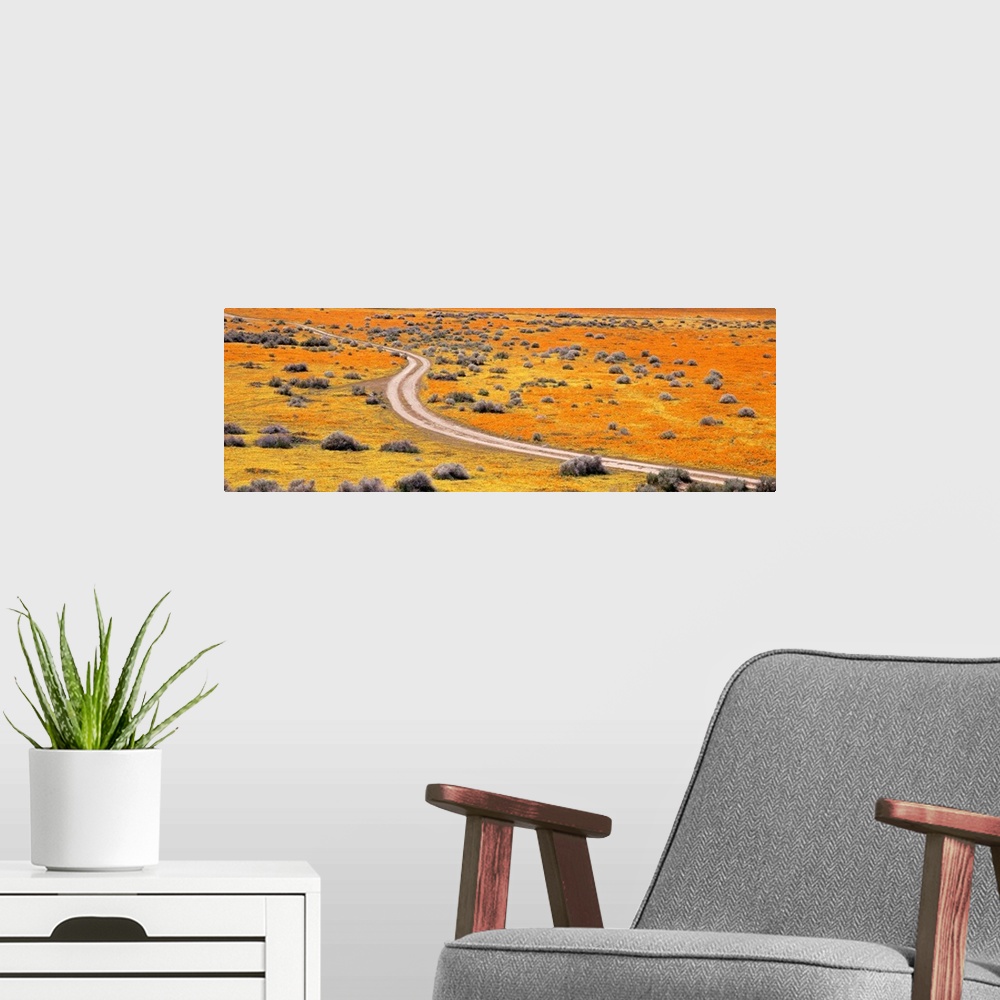 A modern room featuring California, Antelope Valley, Goldfields, Road through poppy blossoms