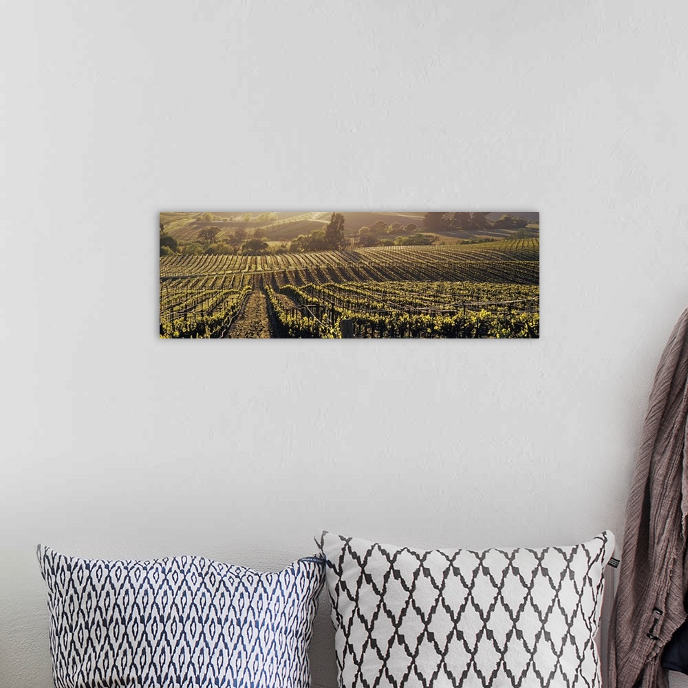 A bohemian room featuring Panoramic photo on canvas of a vineyard on rolling hills with warm sunlight draping over the land...