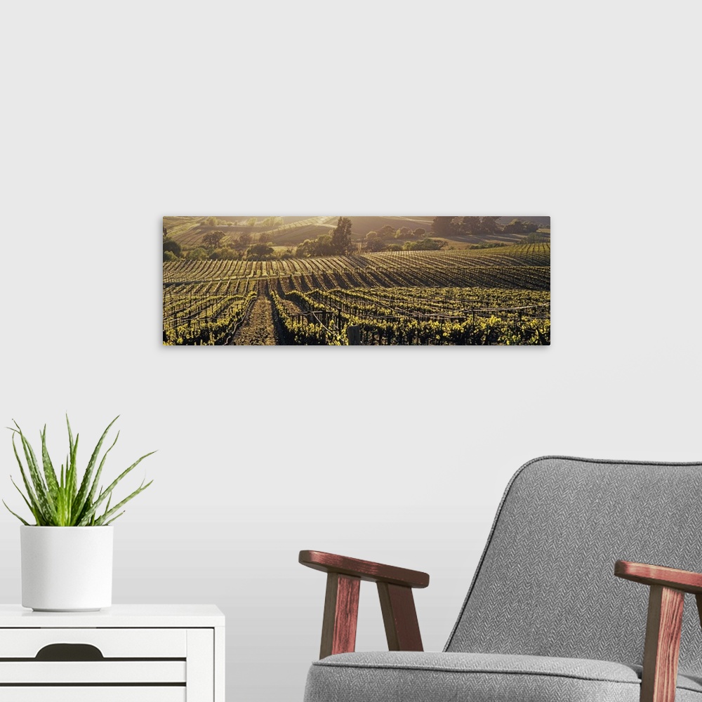A modern room featuring Panoramic photo on canvas of a vineyard on rolling hills with warm sunlight draping over the land...
