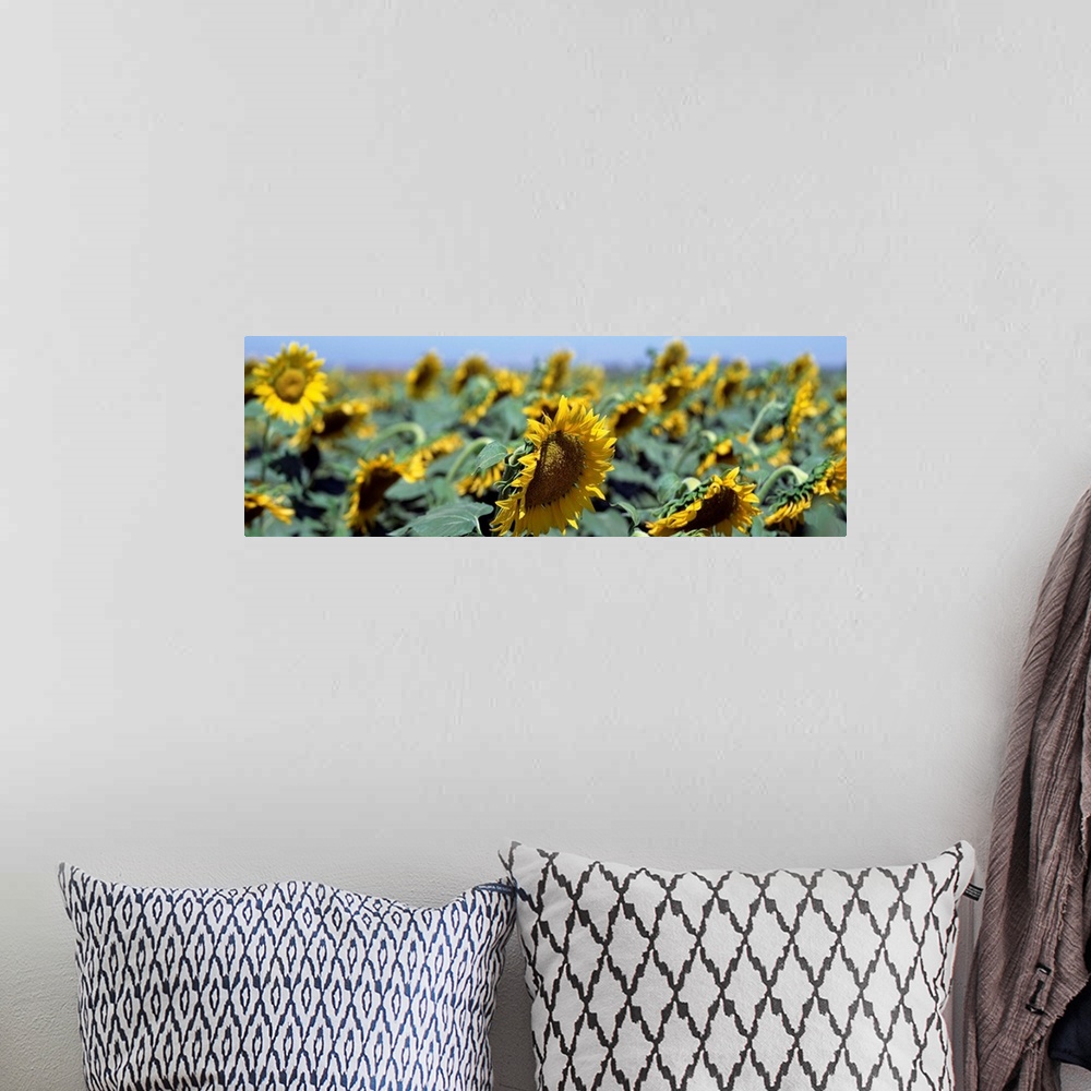 A bohemian room featuring California, Central Valley, Field of sunflowers