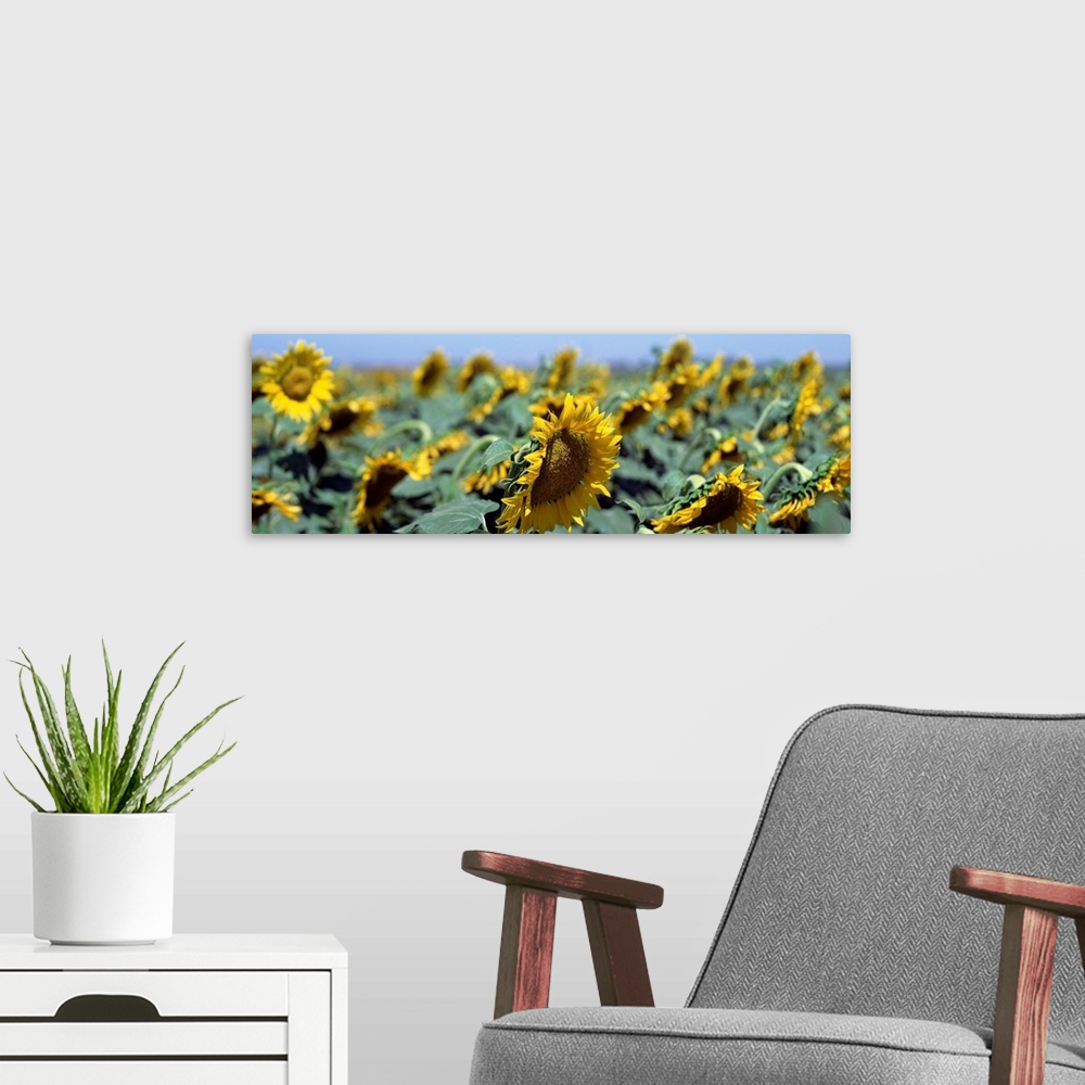 A modern room featuring California, Central Valley, Field of sunflowers