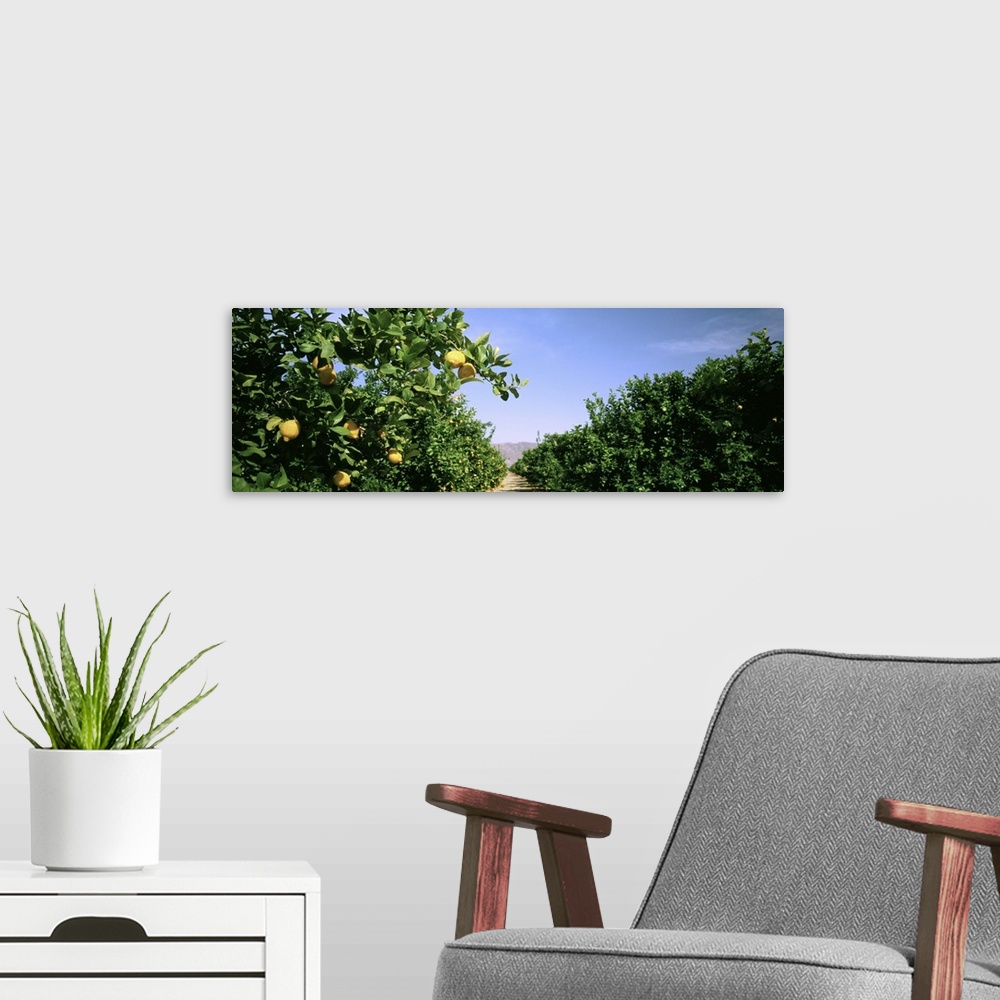 A modern room featuring California, Crop of lemon orchard
