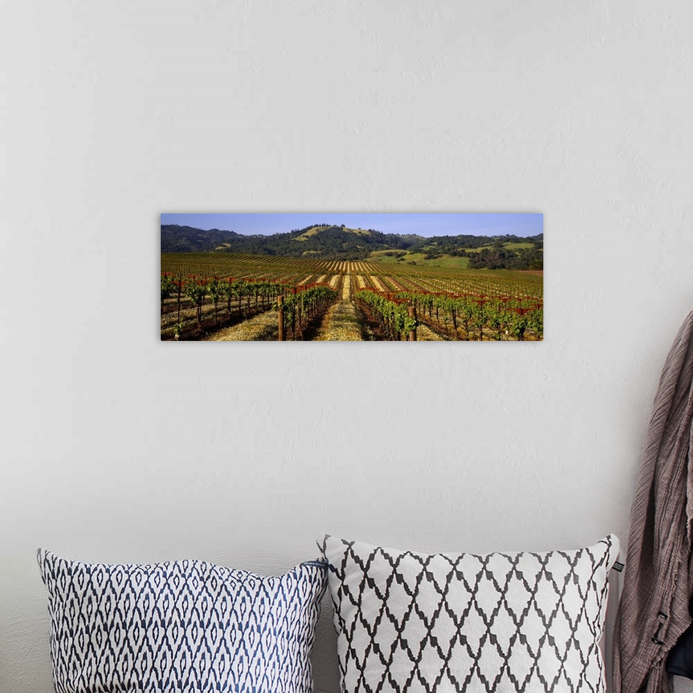 A bohemian room featuring California, Geyserville, vineyard