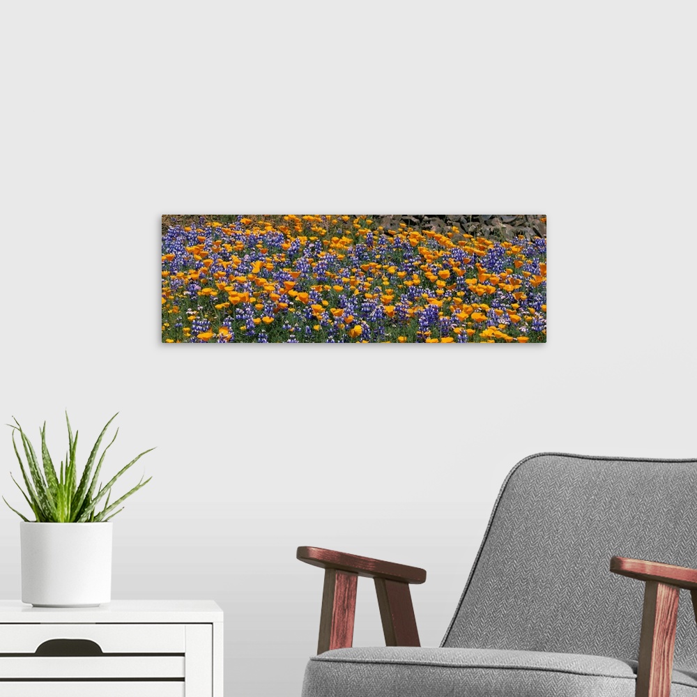 A modern room featuring California Golden Poppies (Eschscholzia californica) and Bush Lupines (Lupinus albifrons), Table ...