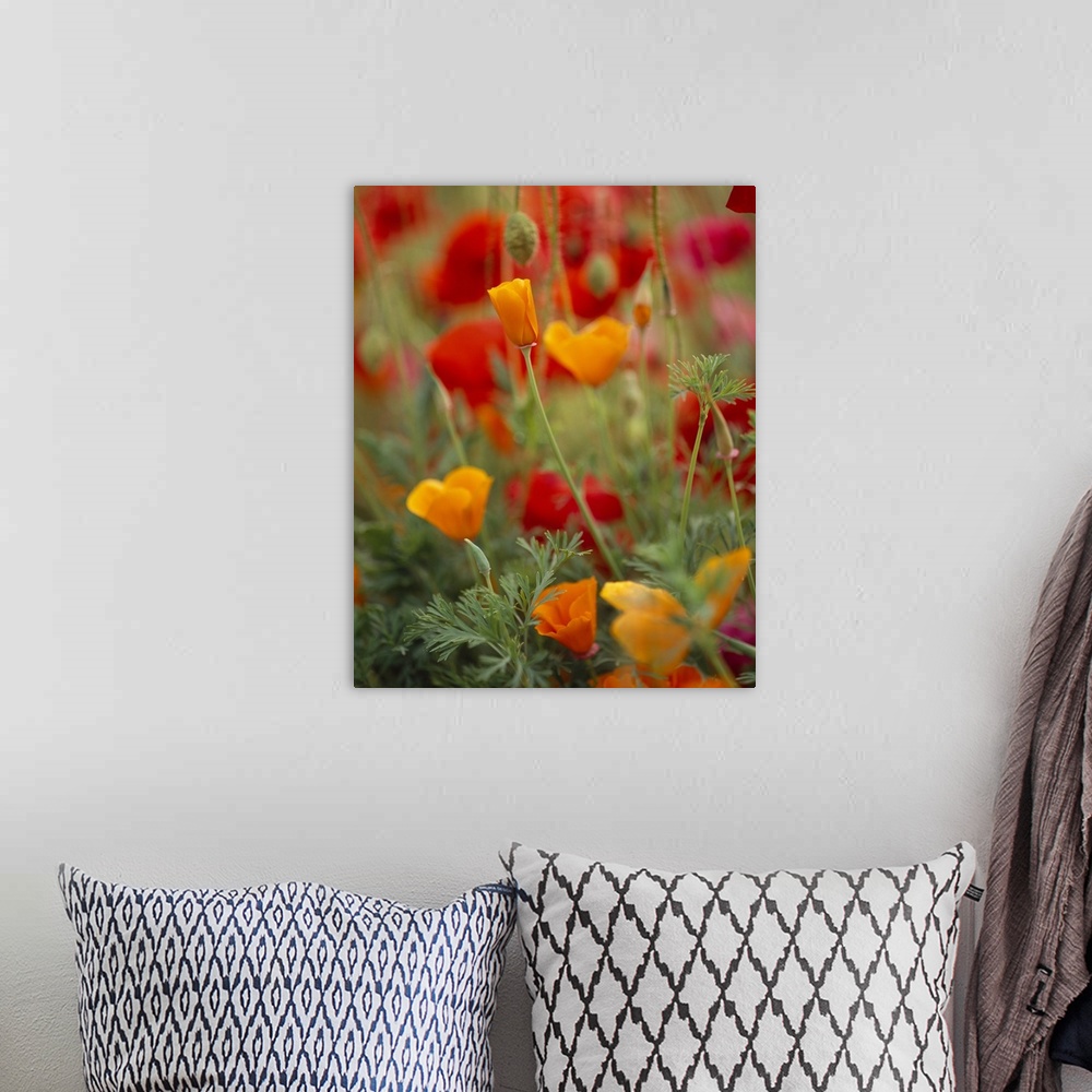 A bohemian room featuring Photograph of a variety of Poppies in blooming in a meadow on Fidalgo Island in Washington.