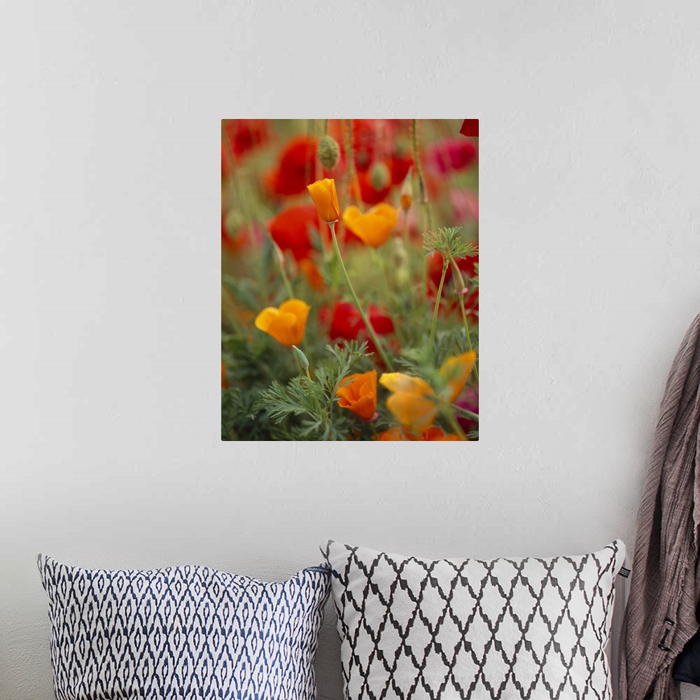 A bohemian room featuring Photograph of a variety of Poppies in blooming in a meadow on Fidalgo Island in Washington.