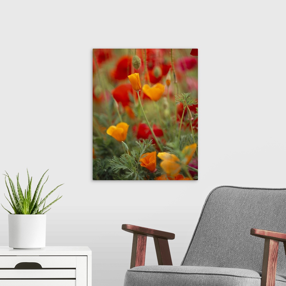 A modern room featuring Photograph of a variety of Poppies in blooming in a meadow on Fidalgo Island in Washington.