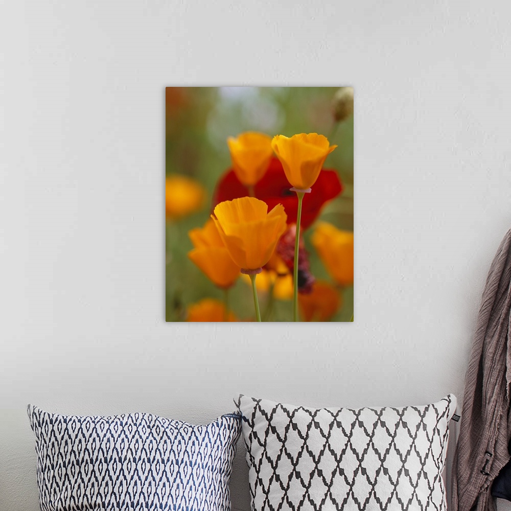 A bohemian room featuring Photograph of in focus flower blooms with blurred flower meadow in background.