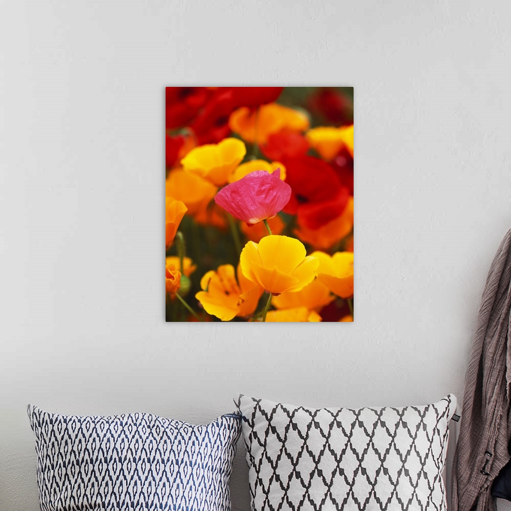 A bohemian room featuring This vertical nature photograph a close up a variety of wildflowers.