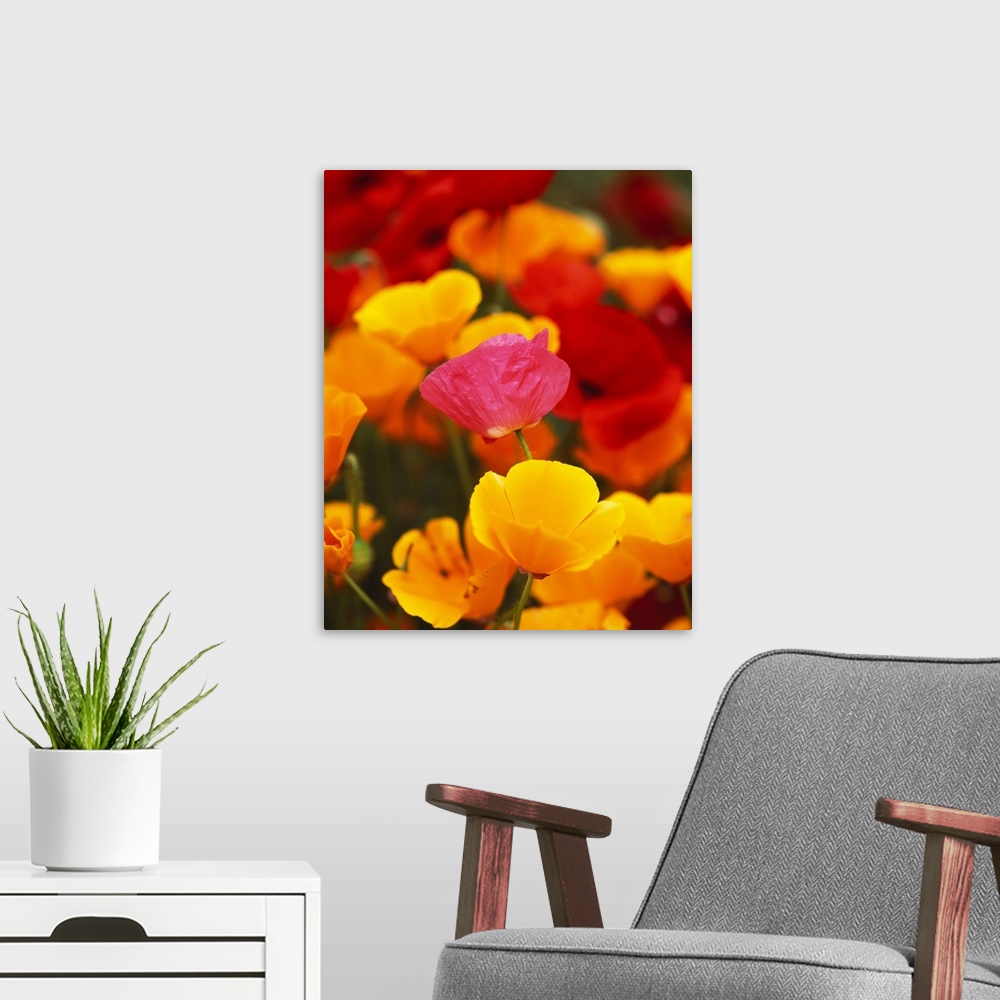 A modern room featuring This vertical nature photograph a close up a variety of wildflowers.