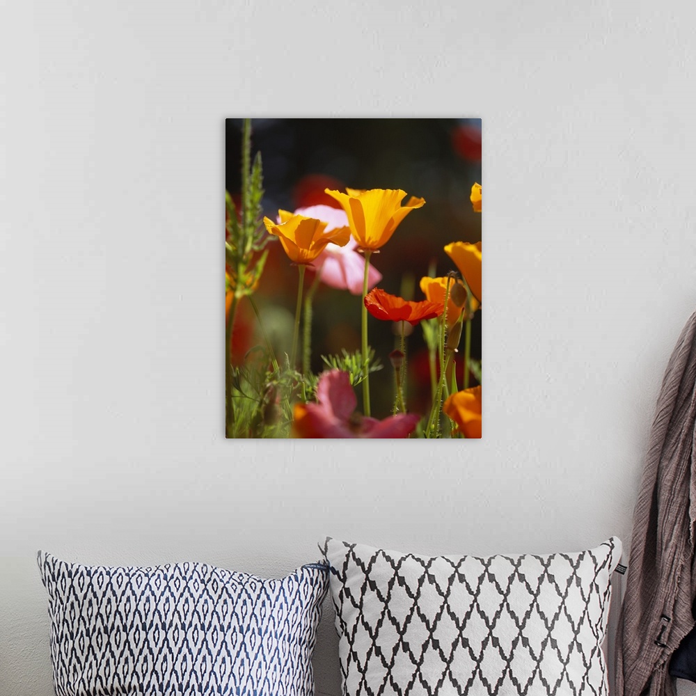 A bohemian room featuring Photograph taken fairly closely of warm toned poppy flowers.
