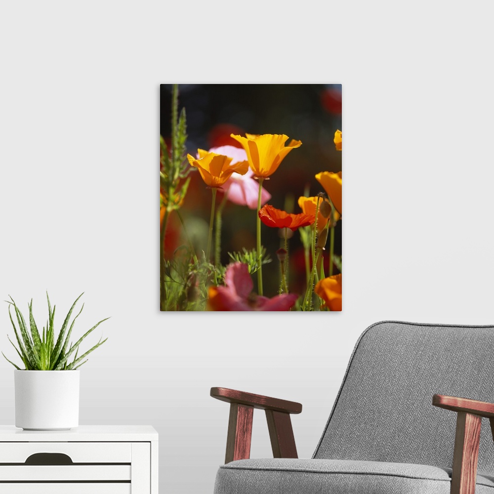 A modern room featuring Photograph taken fairly closely of warm toned poppy flowers.