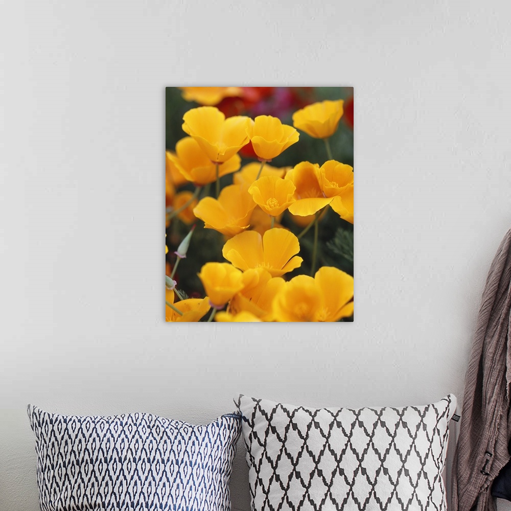 A bohemian room featuring Vertical, close up photograph of a grouping of golden poppies on a slightly blurred background, b...