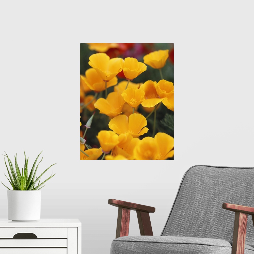 A modern room featuring Vertical, close up photograph of a grouping of golden poppies on a slightly blurred background, b...