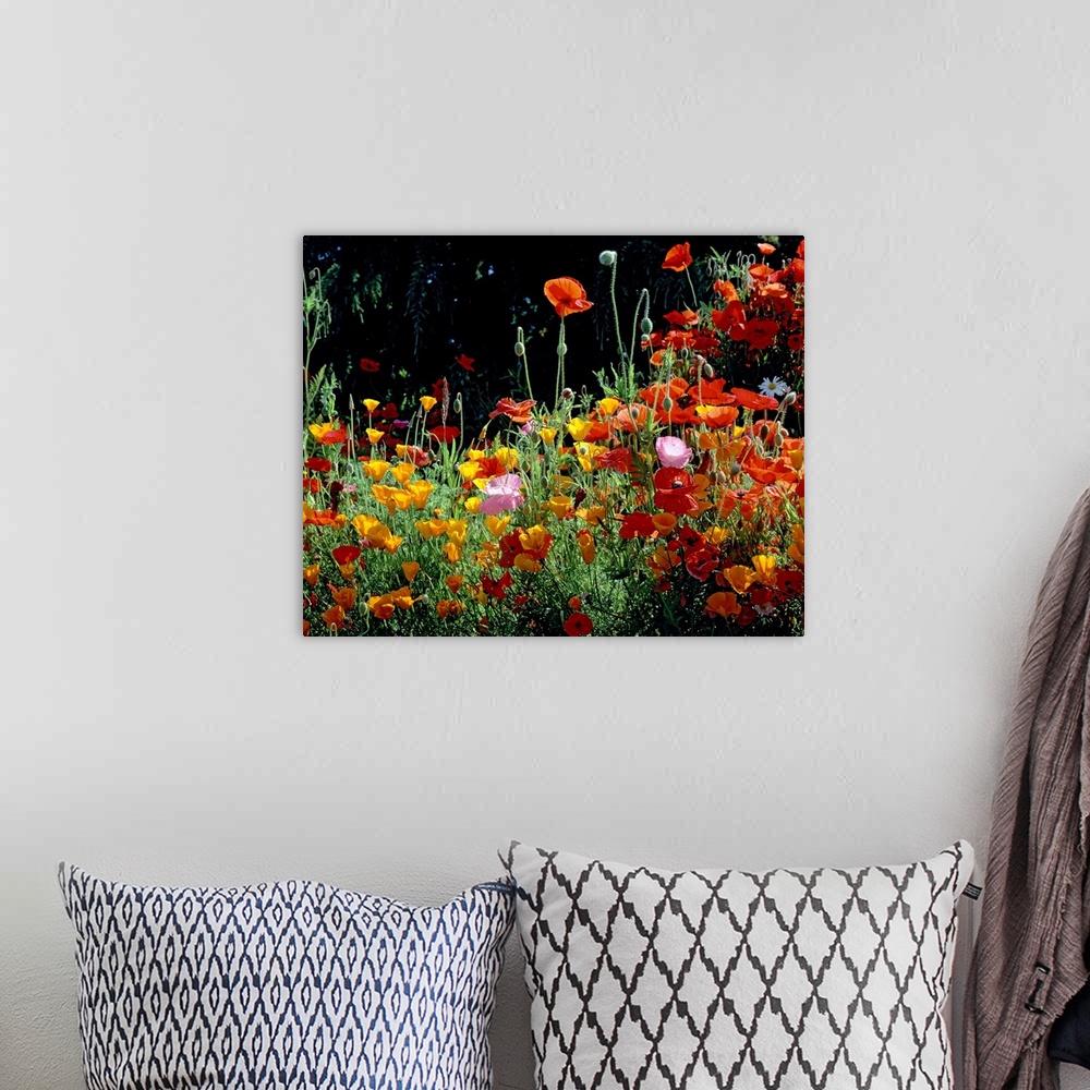A bohemian room featuring Close up photograph of poppies growing on the west coast.