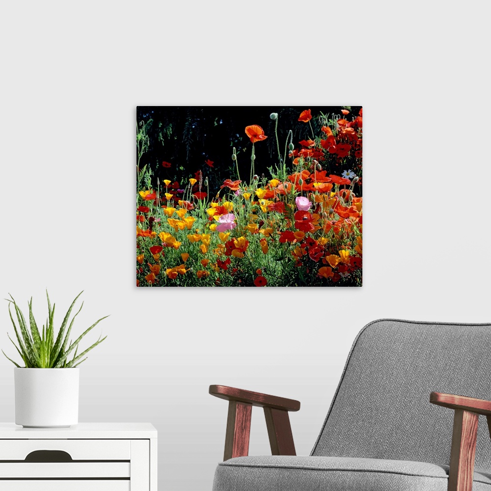 A modern room featuring Close up photograph of poppies growing on the west coast.