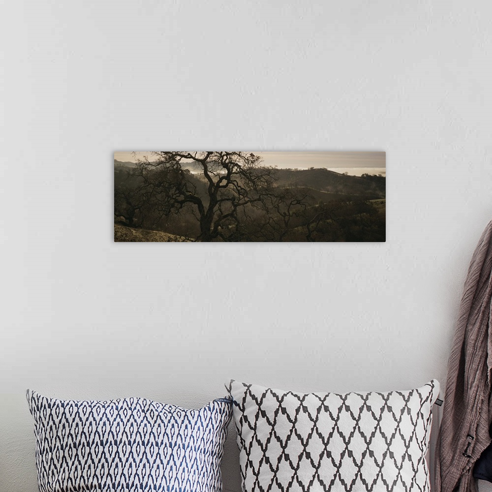 A bohemian room featuring California, Henry W Coe State Park, Oak tree on a hill