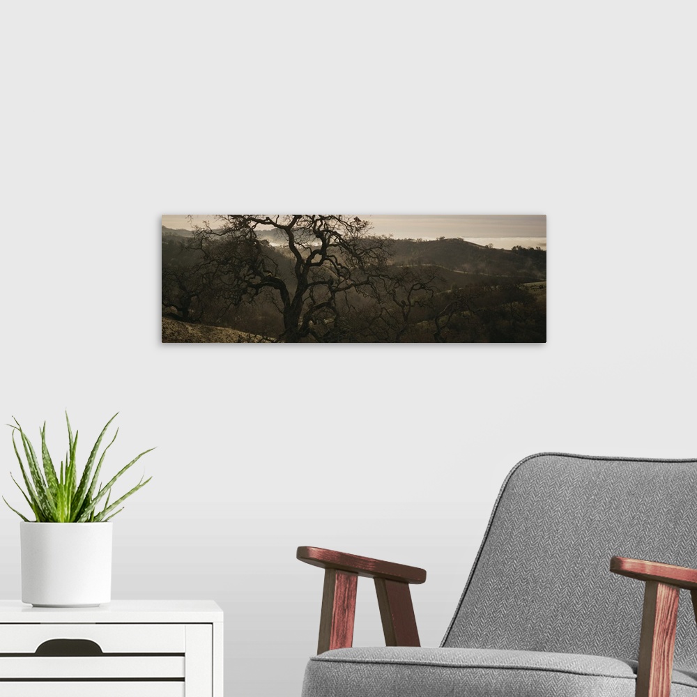 A modern room featuring California, Henry W Coe State Park, Oak tree on a hill
