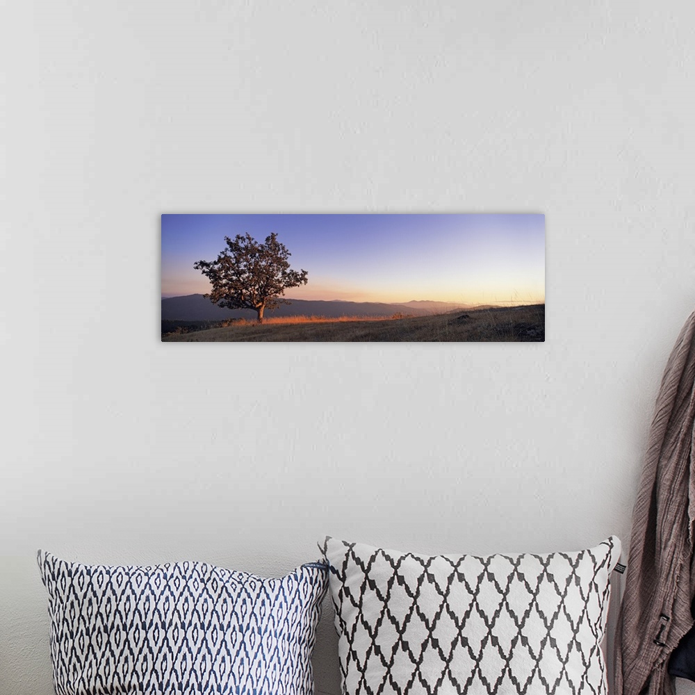A bohemian room featuring California, Humboldt Country, View of a lone Oak tree at dusk