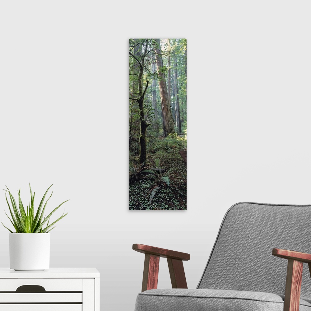 A modern room featuring California, Humboldt County, Redwood State Park, Close-up of tree trunks