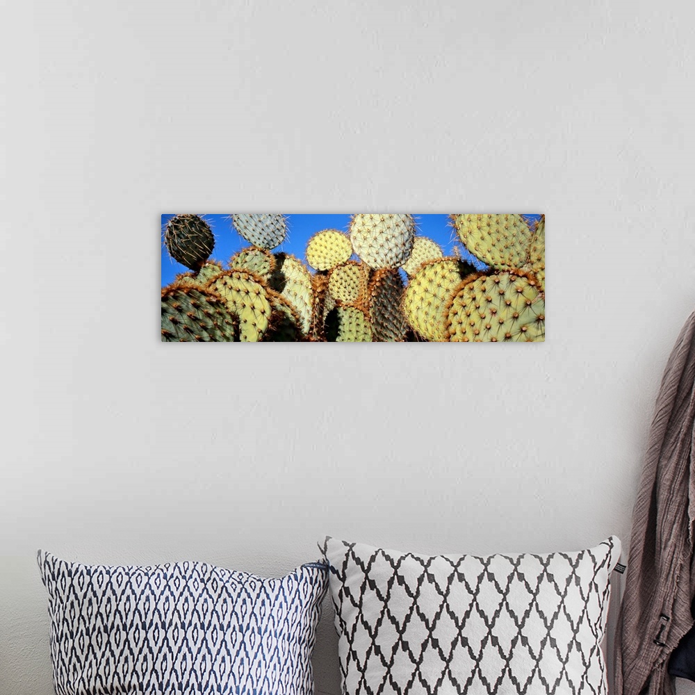 A bohemian room featuring California, Joshua Tree National Park, Close-up of Prickly Pear Cactus