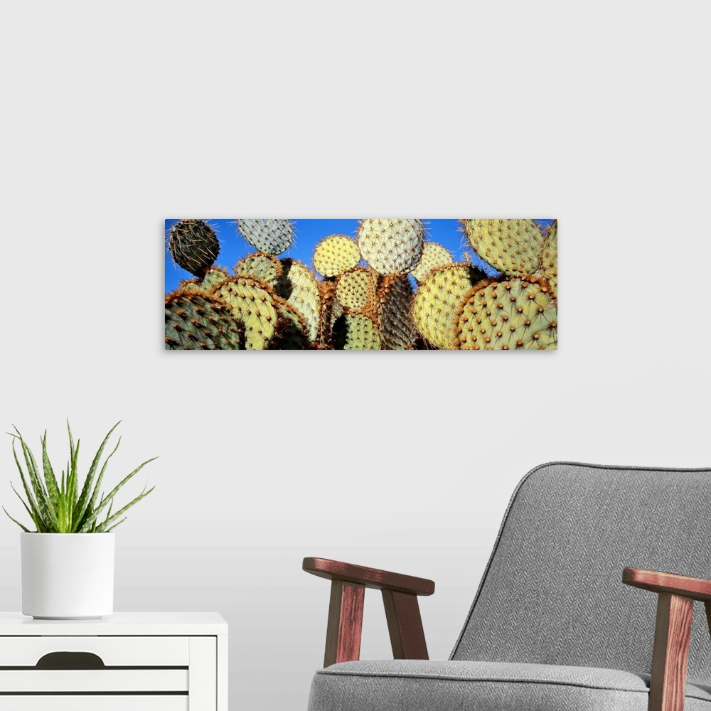 A modern room featuring California, Joshua Tree National Park, Close-up of Prickly Pear Cactus