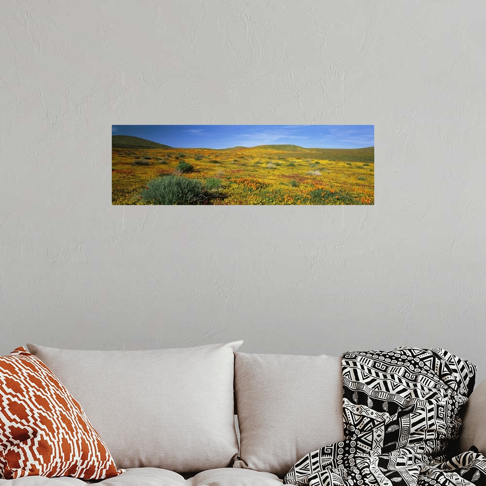 A bohemian room featuring California, Mojave Desert, Antelope Valley, View of blossoms in a Poppy Reserve