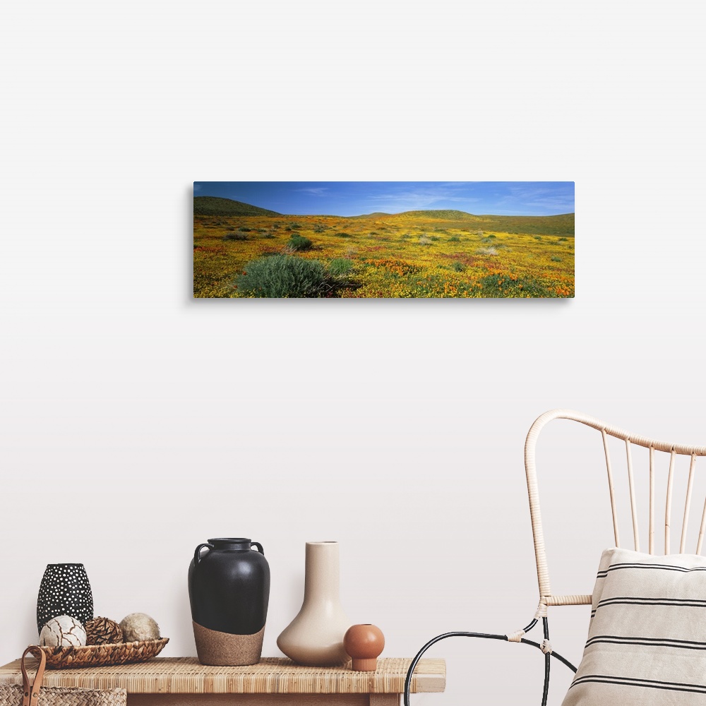 A farmhouse room featuring California, Mojave Desert, Antelope Valley, View of blossoms in a Poppy Reserve