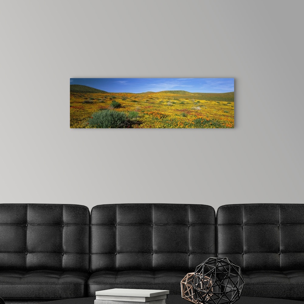 A modern room featuring California, Mojave Desert, Antelope Valley, View of blossoms in a Poppy Reserve