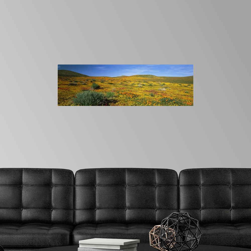 A modern room featuring California, Mojave Desert, Antelope Valley, View of blossoms in a Poppy Reserve
