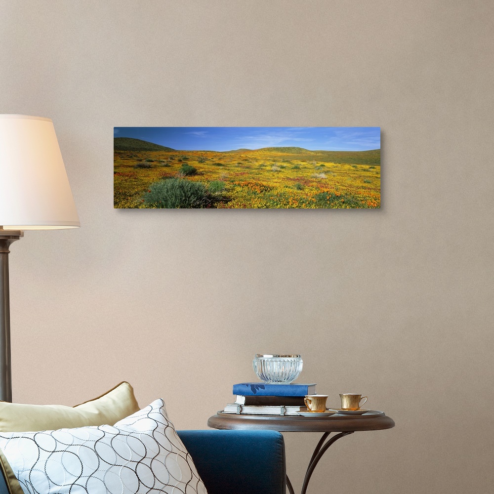 A traditional room featuring California, Mojave Desert, Antelope Valley, View of blossoms in a Poppy Reserve