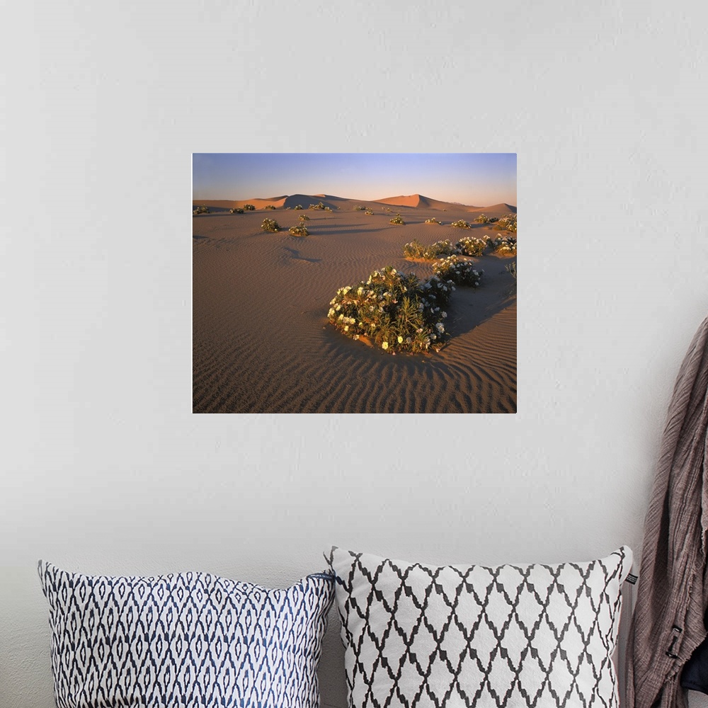 A bohemian room featuring California, Mojave Desert, Dune primrose