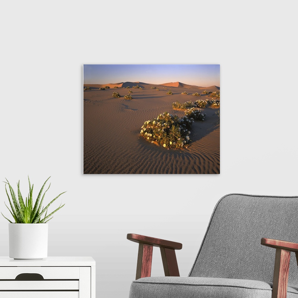 A modern room featuring California, Mojave Desert, Dune primrose
