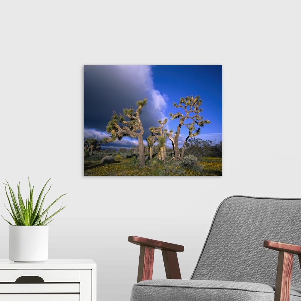 A modern room featuring California, Mojave Desert, Joshua tree