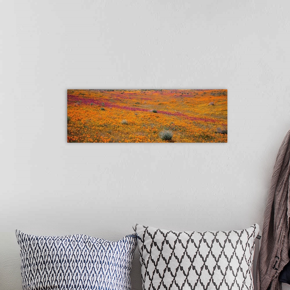 A bohemian room featuring California, Mojave Desert, Poppy Reserve, View of blossoms in Antelope Valley