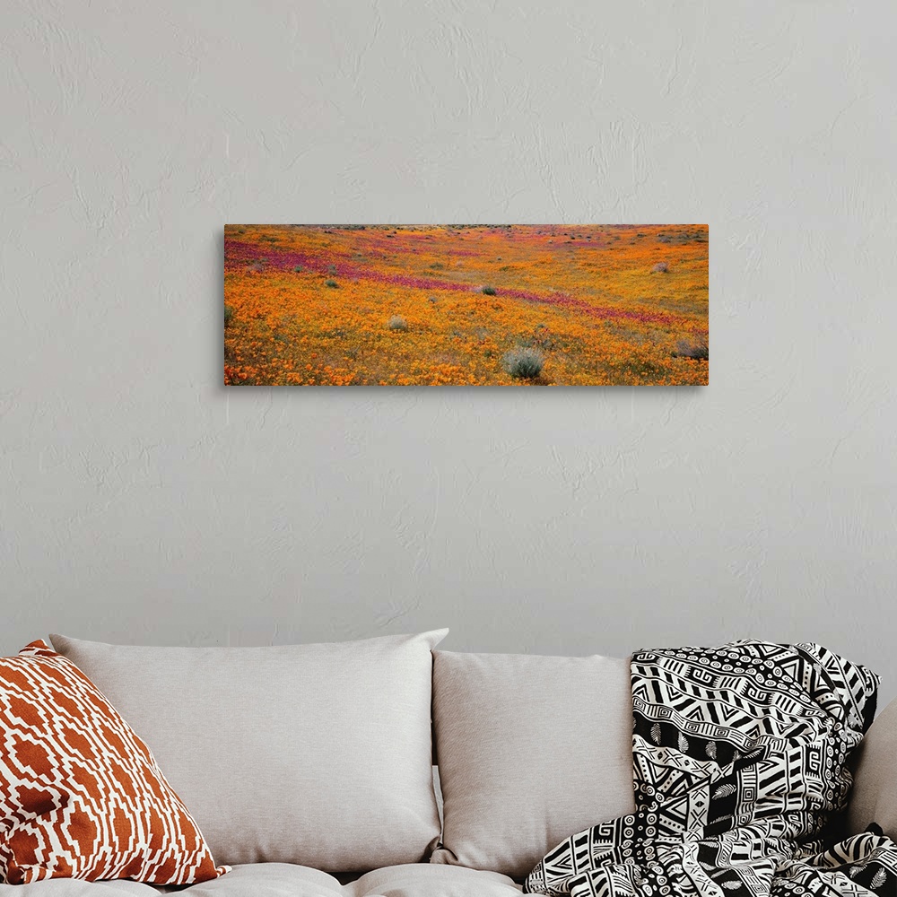 A bohemian room featuring California, Mojave Desert, Poppy Reserve, View of blossoms in Antelope Valley