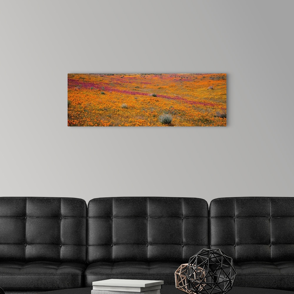 A modern room featuring California, Mojave Desert, Poppy Reserve, View of blossoms in Antelope Valley