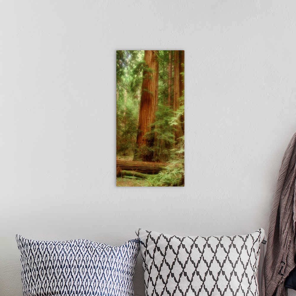 A bohemian room featuring Big, vertical photograph of a large redwood tree in Muir Woods of California, surrounded by lush ...