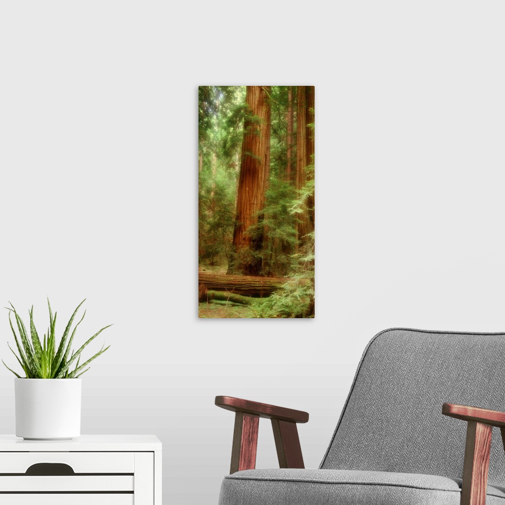 A modern room featuring Big, vertical photograph of a large redwood tree in Muir Woods of California, surrounded by lush ...