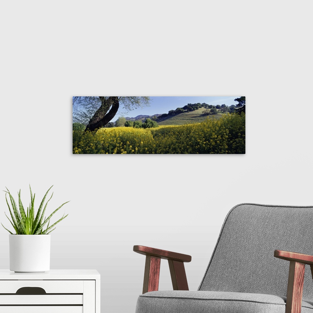 A modern room featuring California, Napa Valley, Mustard flowers in a field